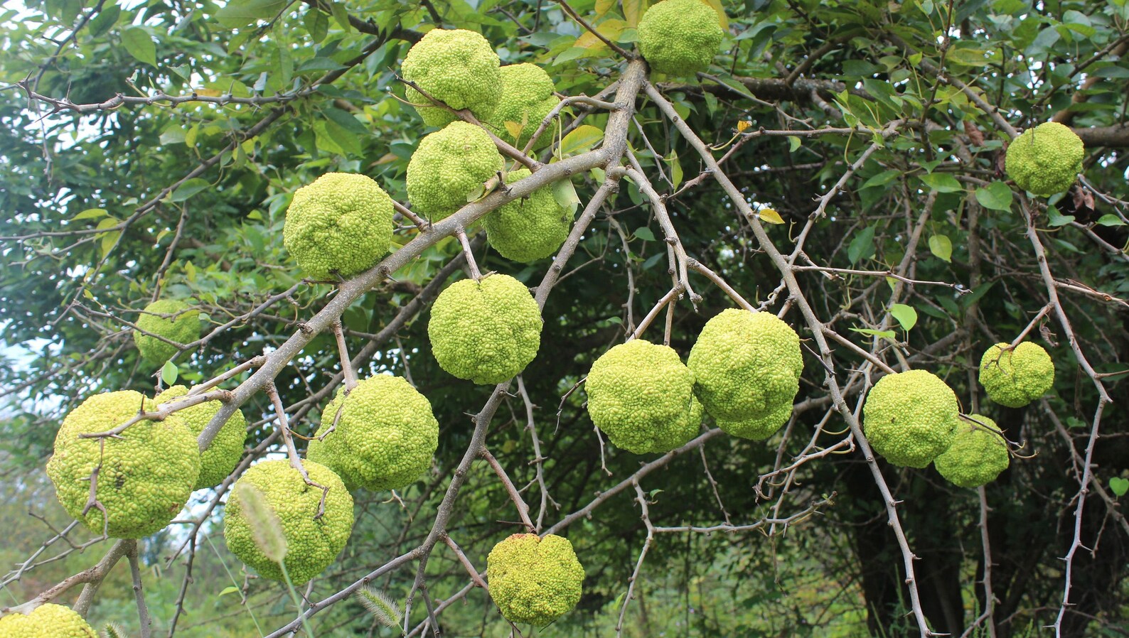 10 Hedge Ball Tree Seeds to Plant Etsy