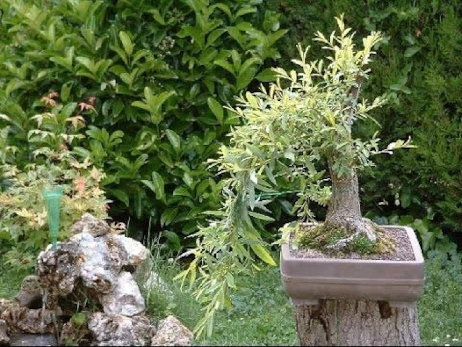Bonsai Tree Black Willow Bonsai Tree Cutting Thick Trunk Etsy