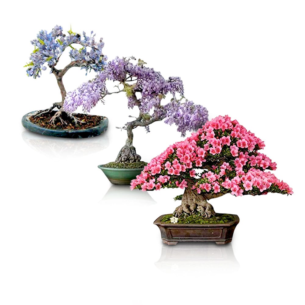 Flowering Bonsai Tree Seed Bundle 1 3 Types Of Flowering Etsy Singapore