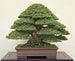 Bonsai Tree Japanese Black Pine Seeds - 20+ Seeds to Grow - Must Have Bonsai Specimen 