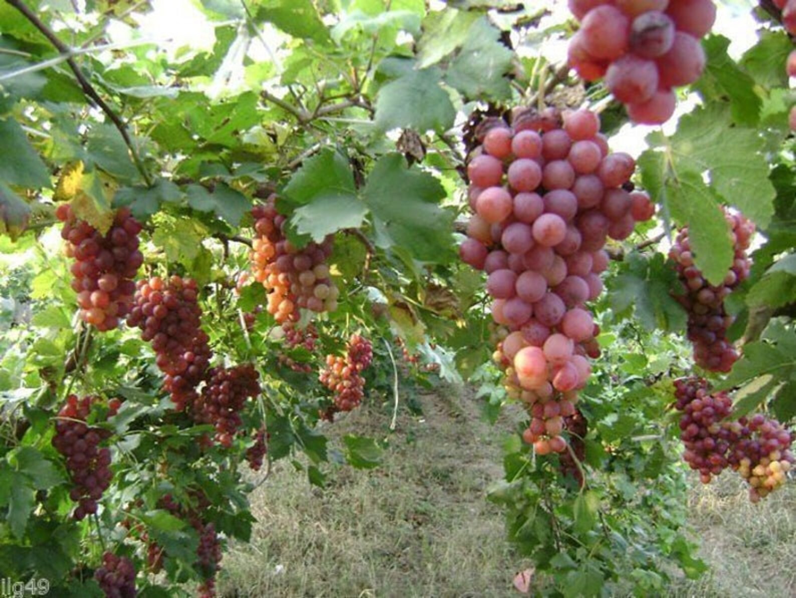 20 Red Concord Grape Seeds Grow Grape Vines for Wine Etsy