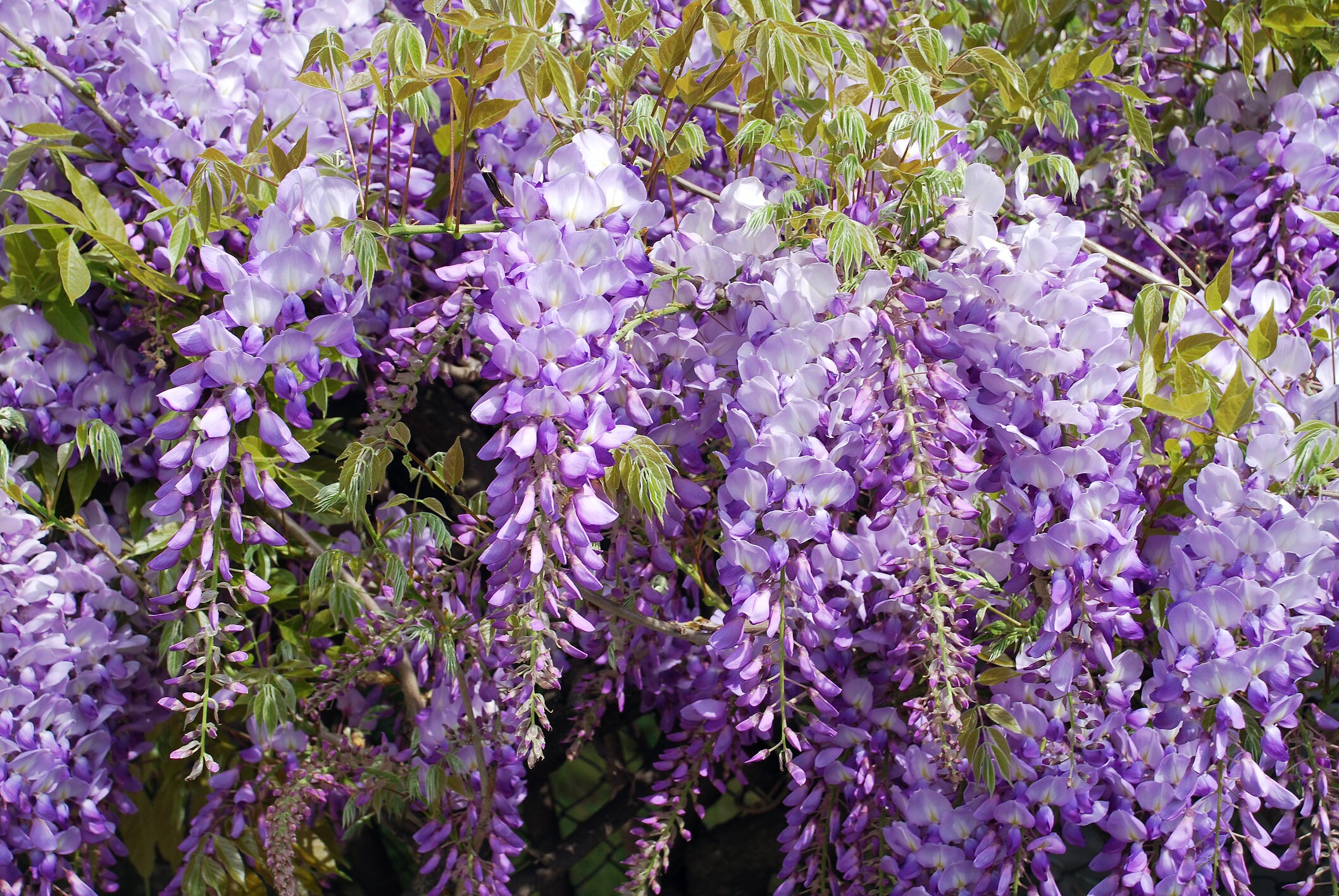 Wisteria Vine Seeds Highly Prized Flowering Plant for Etsy