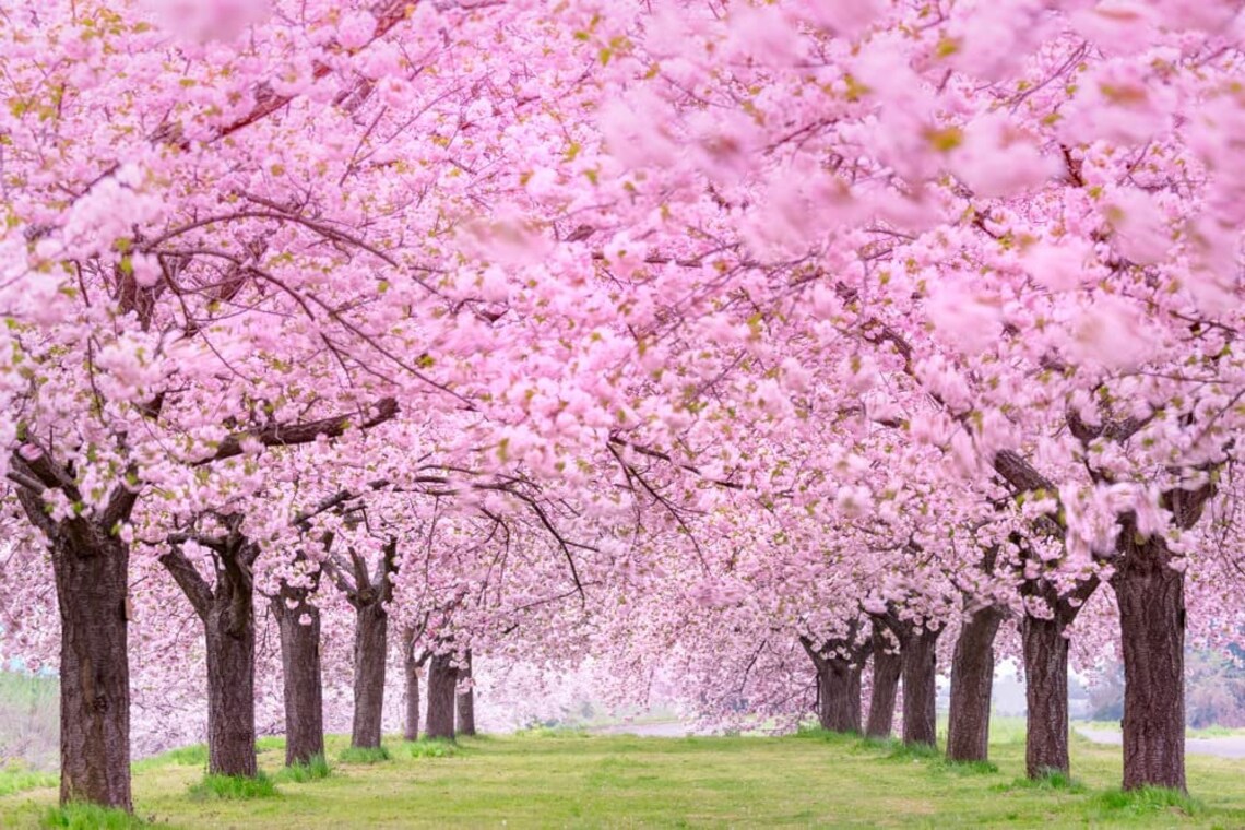 12 Japanese Flowering Cherry Blossom Tree Seeds Stunning Etsy