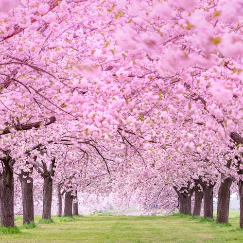 12 Japanese Flowering Cherry Blossom Tree Seeds Stunning Etsy