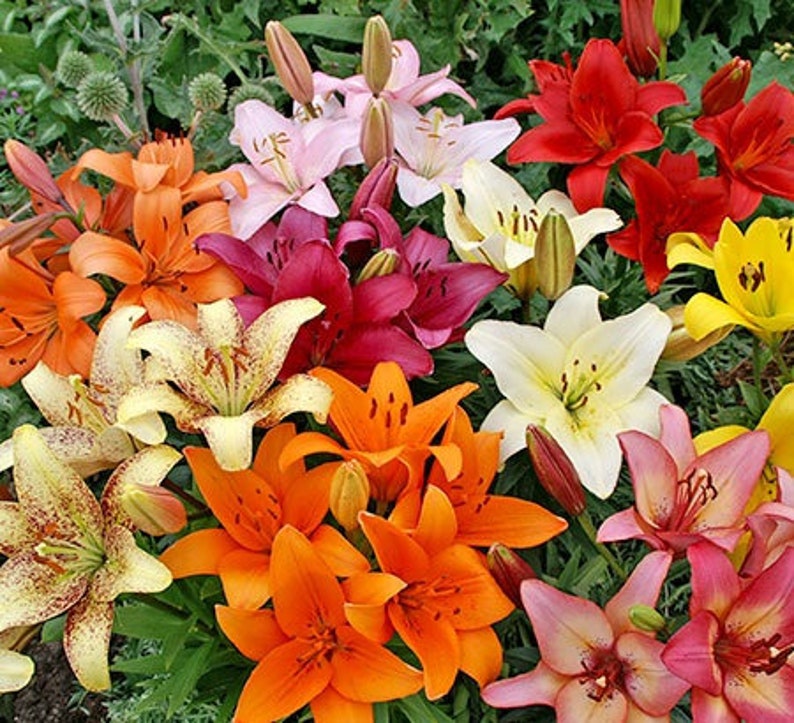 Asiatic Lily Bulbs for Planting 6 Fresh Bulbs Easy to Grow Etsy