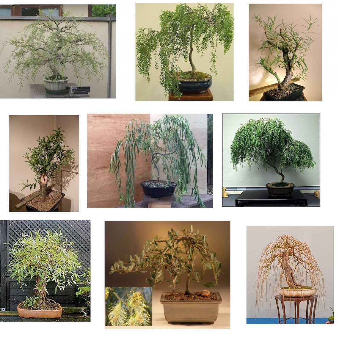 Ultimate Willow Bonsai Bundle 9 Types O Exotic Willow Etsy