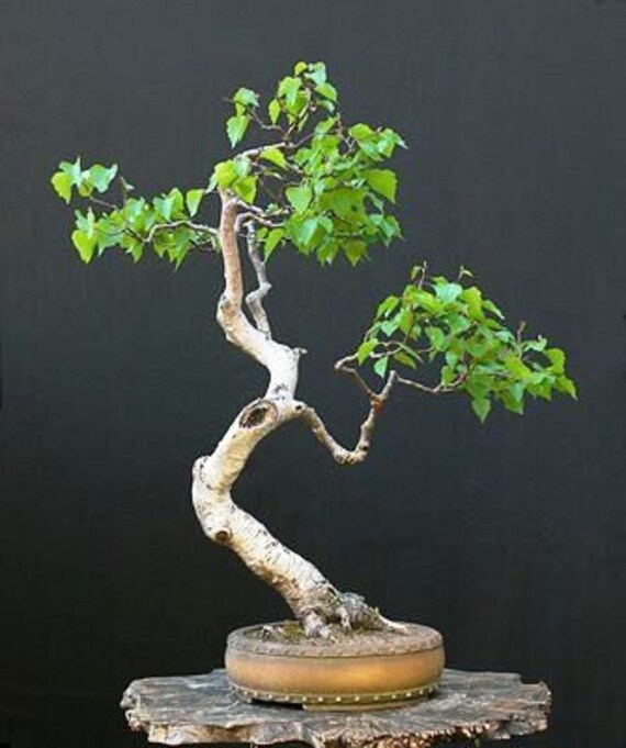 Bonsai White Paper Birch Tree Seeds for Planting 100 Seeds Etsy