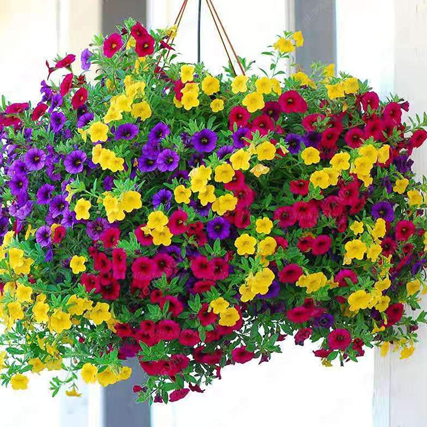GMO free 200 seeds Climbing Petunia Mixed Colors GMO free 200 seeds Climbing Petunia Mixed Colors