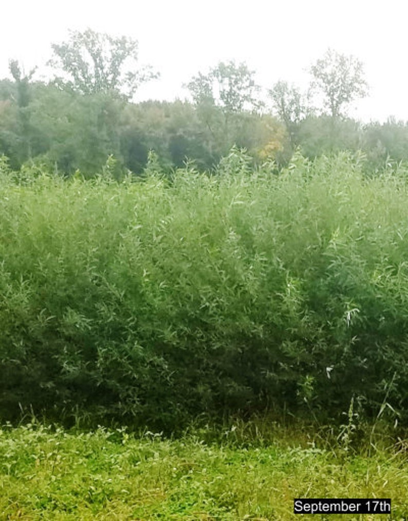 4 Live Basket Willow Tree Shrubs Grow Basket Willow Branches Etsy