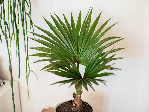 15Pcs Palm Tree Seeds Rare 10 Kinds Beautiful Potted Garden Exotic Bonsai Plants 