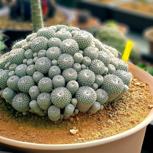 Rare Succulent Seeds Etsy