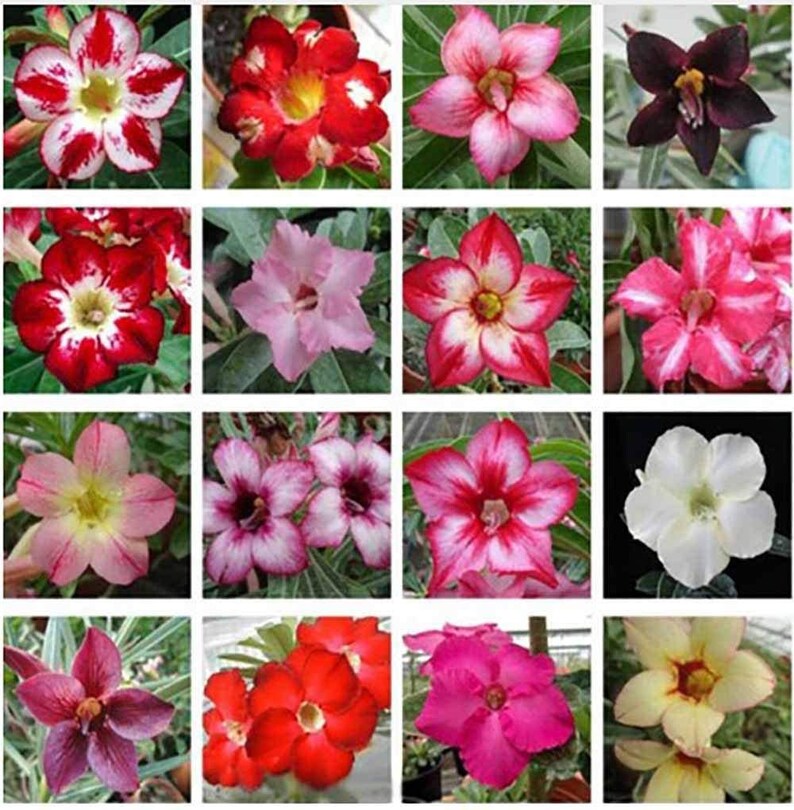 My Image 32