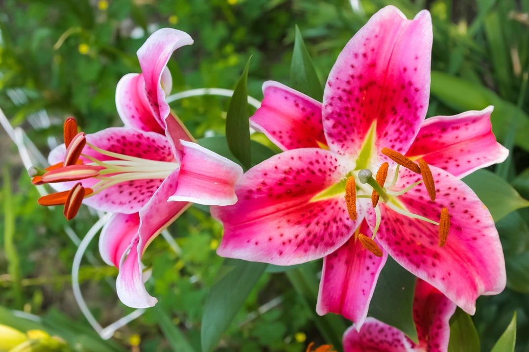 Stargazer Lily Bulbs for Planting Large Fresh Bulbs Easy to Etsy