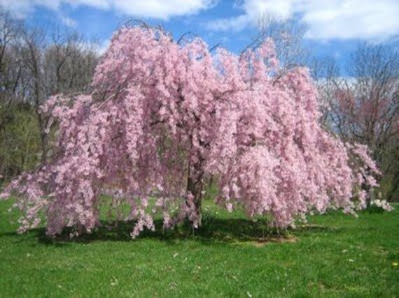 Weeping Cherry Tree Seeds For Planting 10 Seeds Highly Etsy Canada