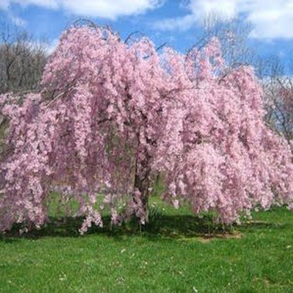 Dwarf Weeping Cherry Tree Etsy