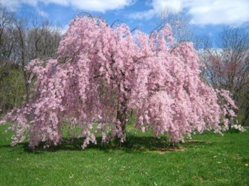 Weeping Cherry Tree Seeds for Planting 10 Seeds Highly Etsy