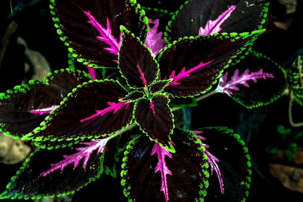 Coleus King Kong Seeds - 10 Rare Seeds for Planting - Vibrant Blooms, Great for Shade or Indoors -Ships from Iowa, USA