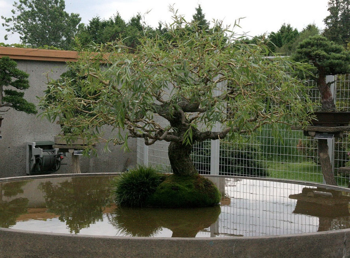 Bonsai Tree Bundle 3 Thick Trunk Bonsai Willow Tree Cuttings Etsy Canada