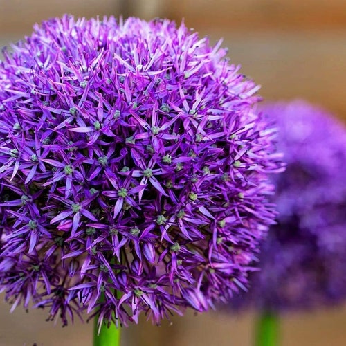 5 Dark Purple Allium Bulbs Blooming Onion Flowering Etsy