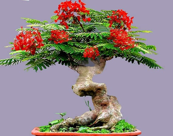30pcs Flamenco angel's Trumpets Bonsai Tree Plant seeds & s For Garden K5K8 30pcs Flamenco angel's Trumpets Bonsai Tree Plant seeds & s For Garden K5K8
