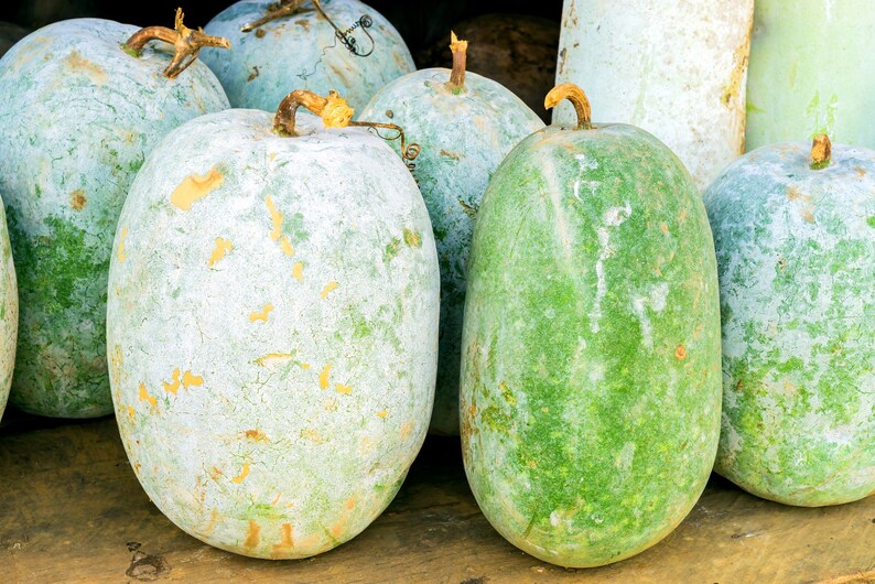 Giant Wax Gourd Seeds for Planting 10 Seeds to Grow Ships Etsy