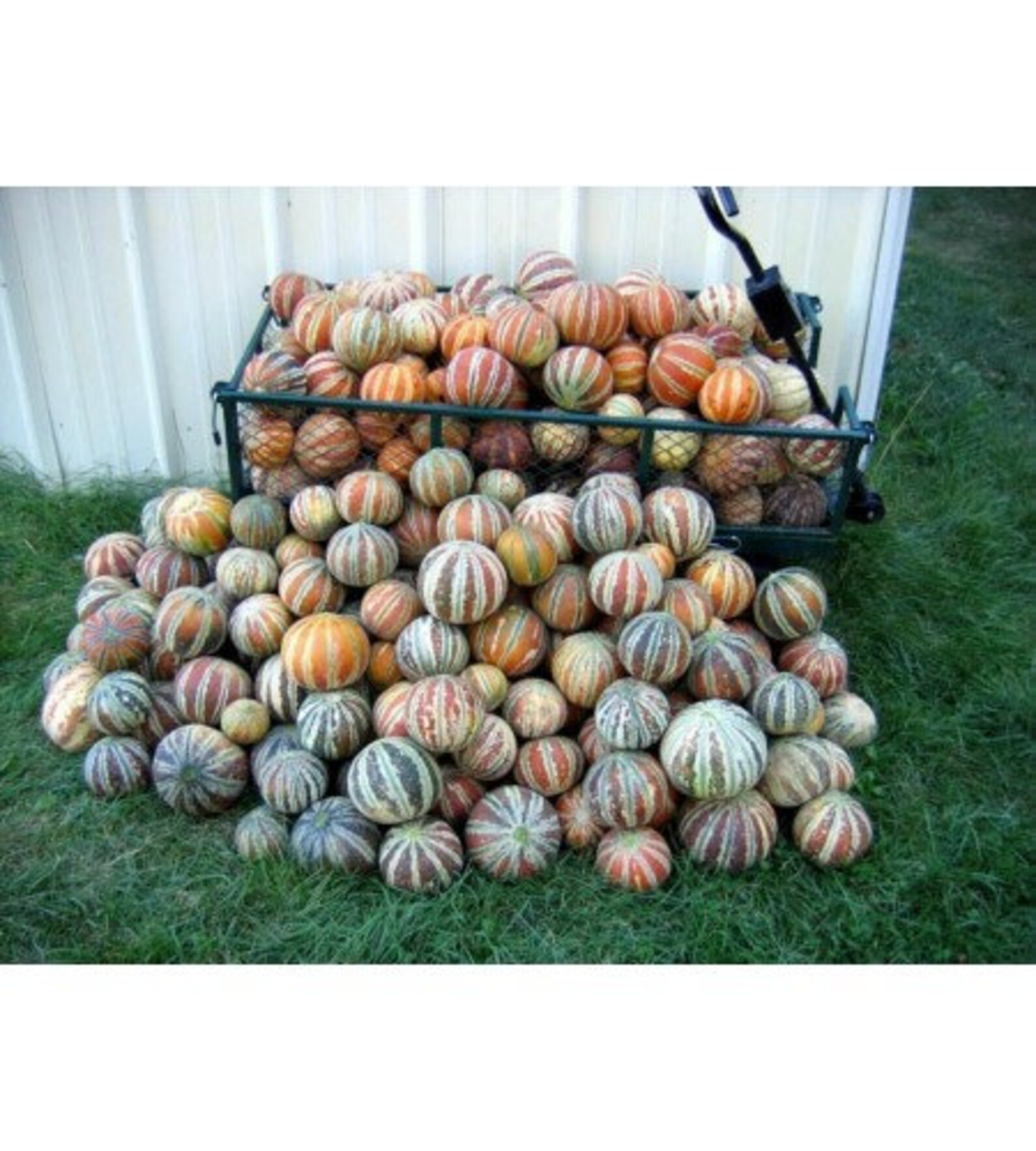 10 Kajari Melon Seeds Colorful Edible Melon Rare and Etsy