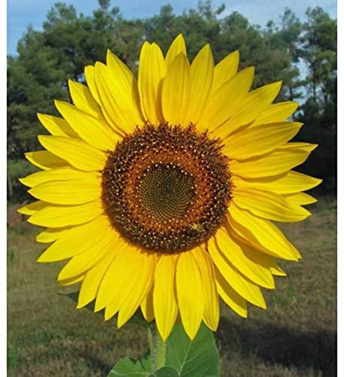 Yellow Giant Sunflower Seeds to Plant 20 Pack Huge 2 ft Etsy