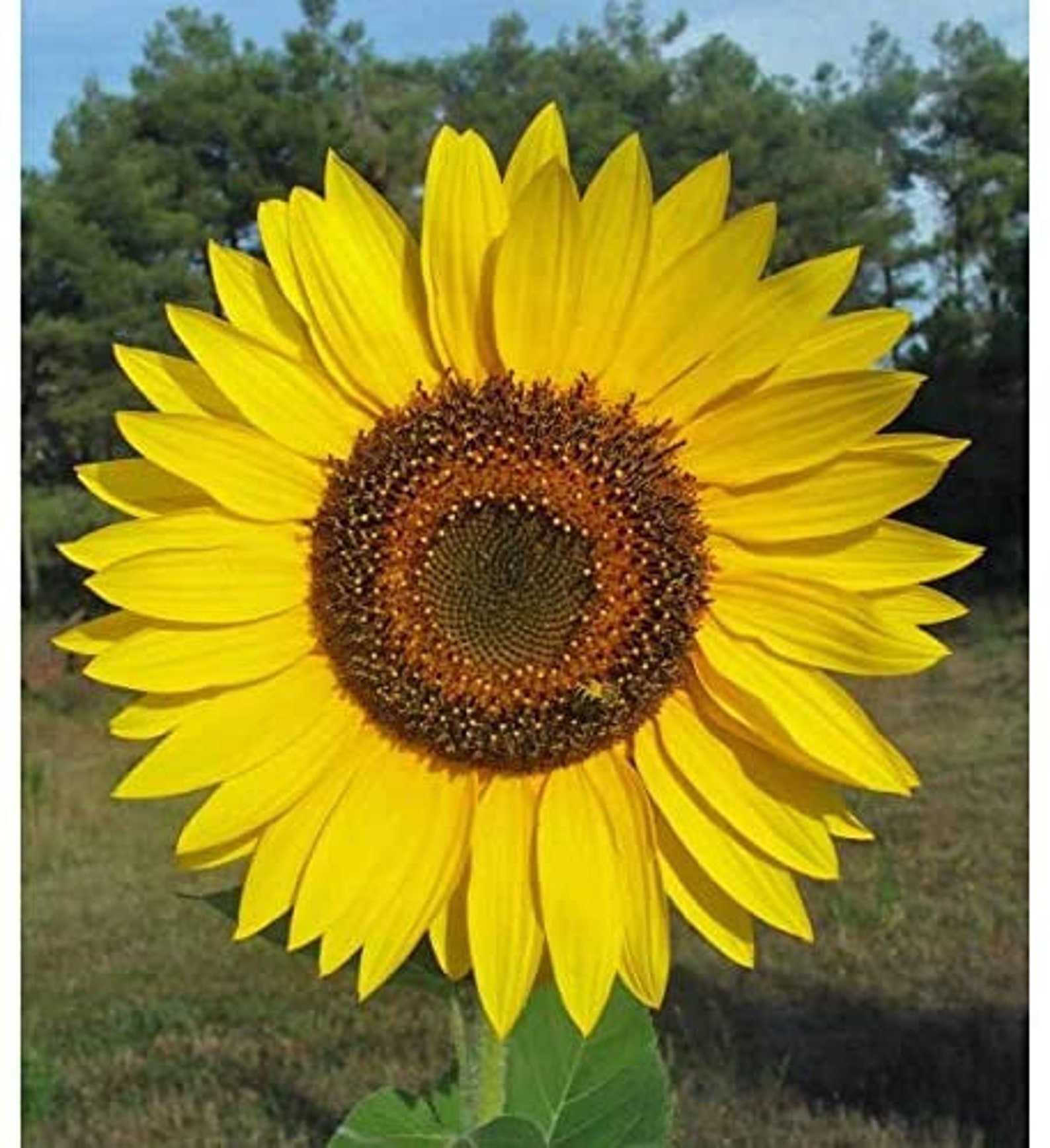 Yellow Giant Sunflower Seeds to Plant 20 Pack Huge 2 ft Etsy