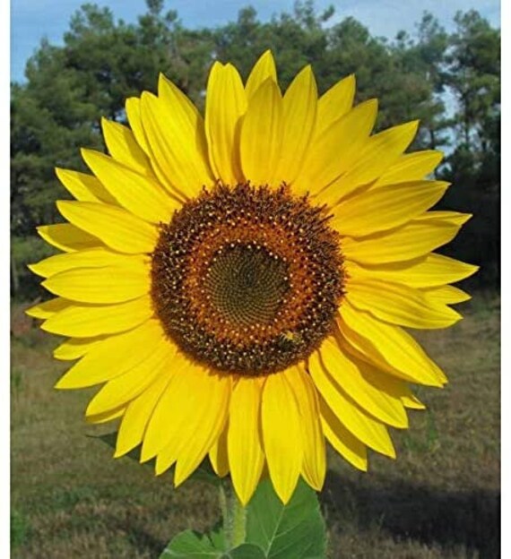 Helianthus giganteus