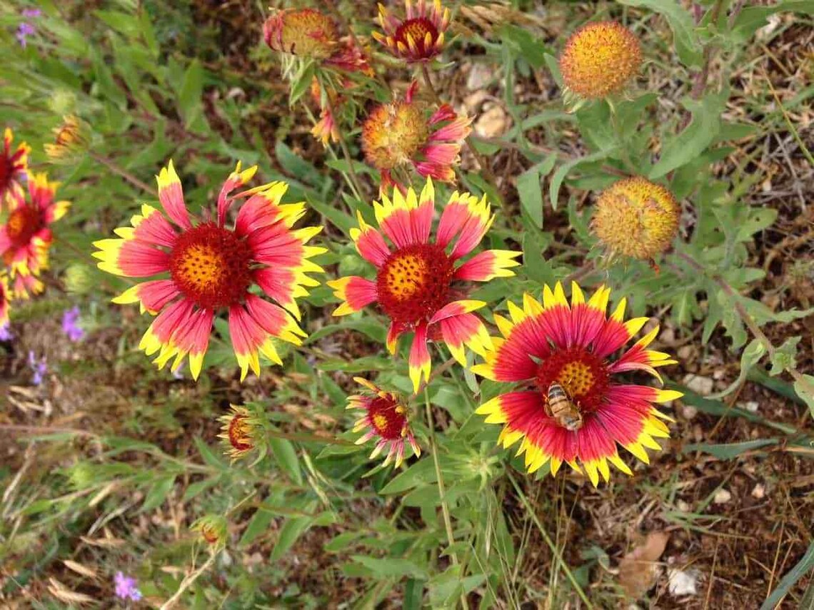 Blanket Flower Seeds 50 Seeds to Plant Made in USA Ships Etsy