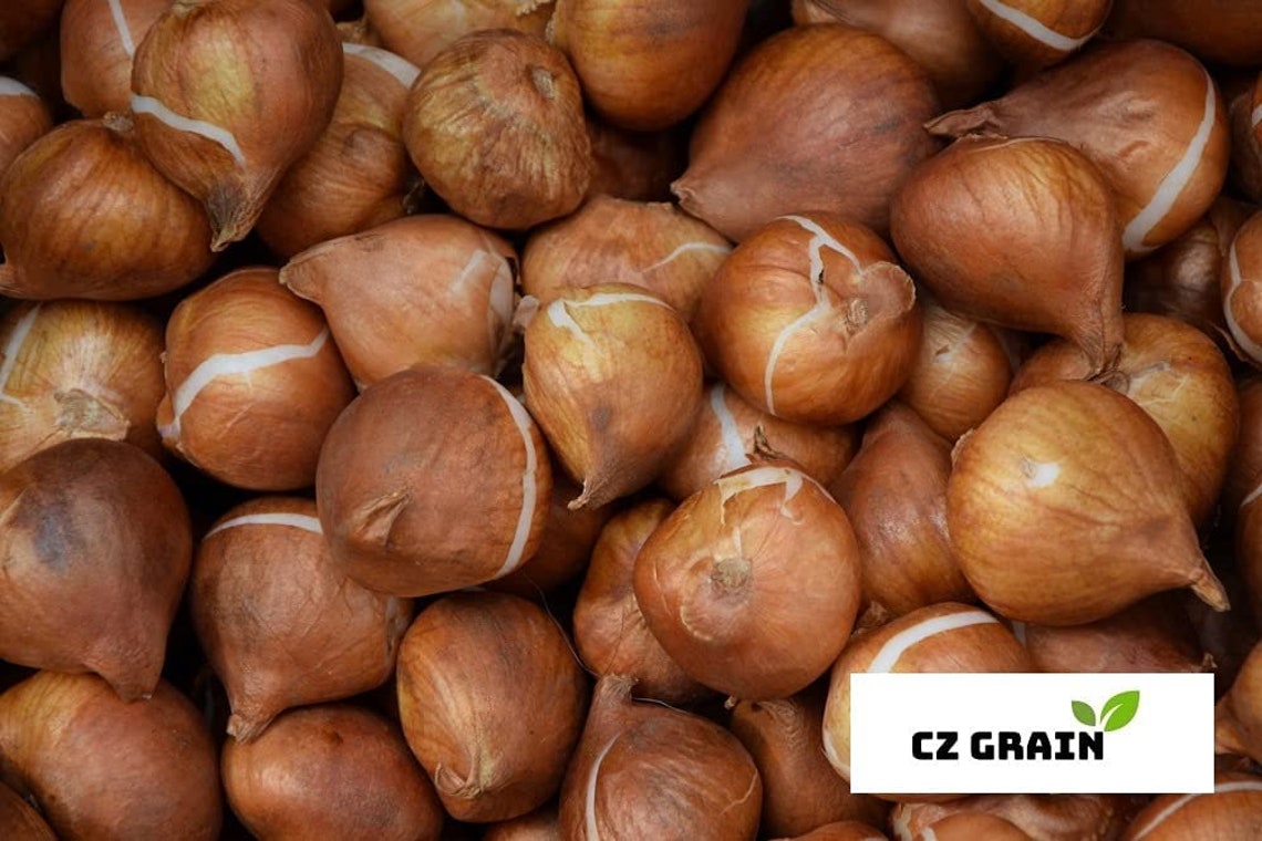 5 Black Tulip Bulbs for Planting Easy to Grow Queen of the Etsy UK