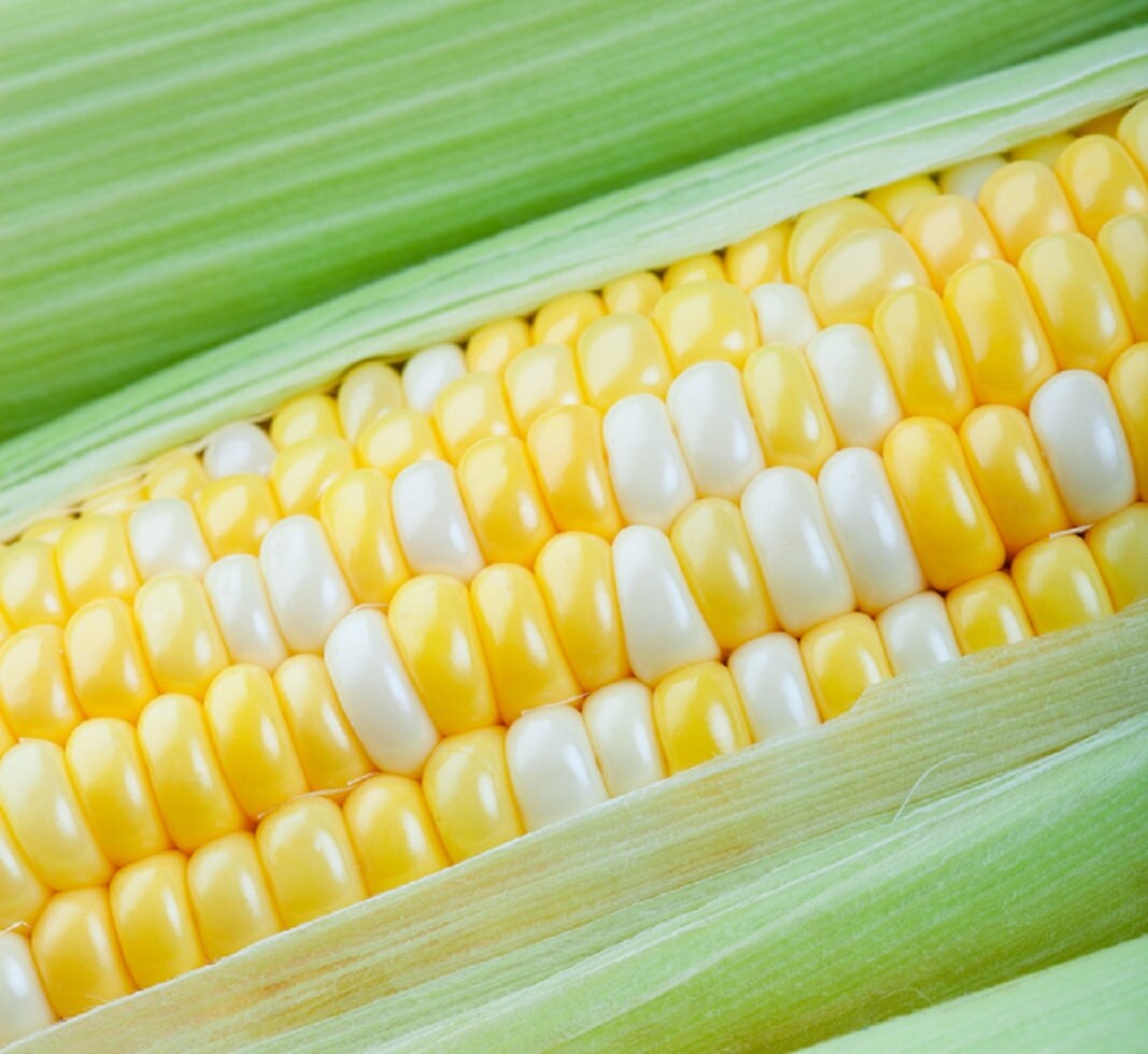 How Long Does Peaches And Cream Corn Take To Grow at Larry Springer blog