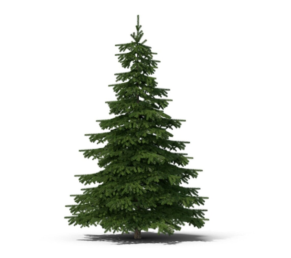 Christmas Tree Seeds for Planting 25 Seeds Balsam Fir Etsy