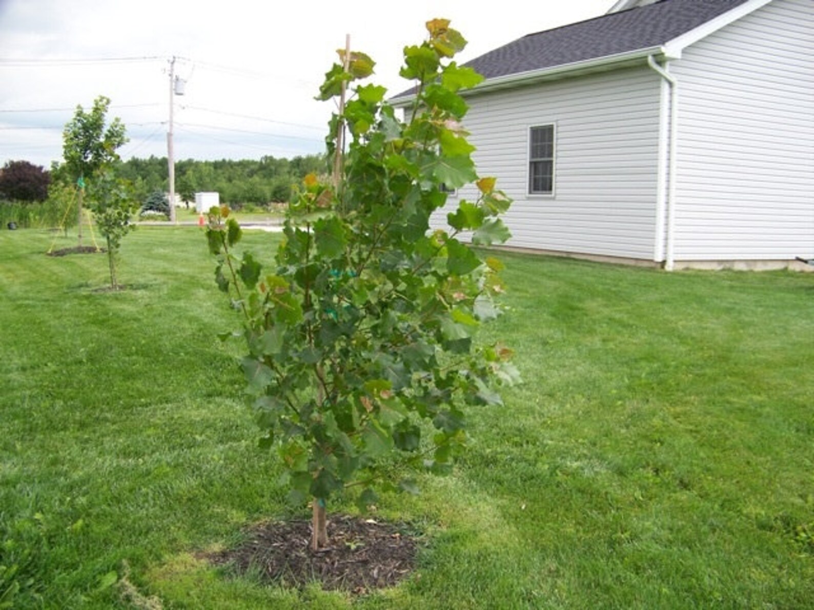 Hybrid Poplar Tree Cuttings Fast Growing Shade or Privacy Etsy