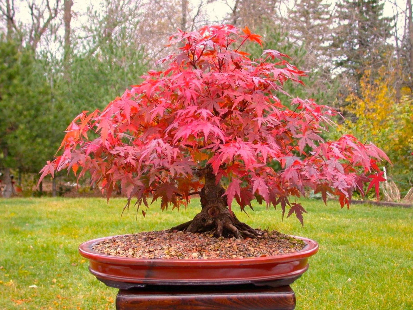 Japanse Rode Esdoorn Bonsai Tree 20 Zaden Acer Palmatum / Etsy