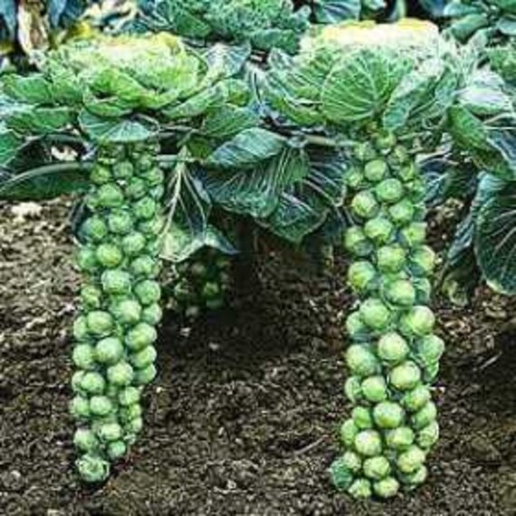 Long Island Brussel Sprouts Seeds 300 Pack Grow Your Own Etsy