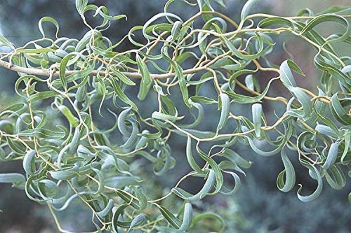 Rare Golden Curls Willow Tree Cutting Live Tree Plant Etsy