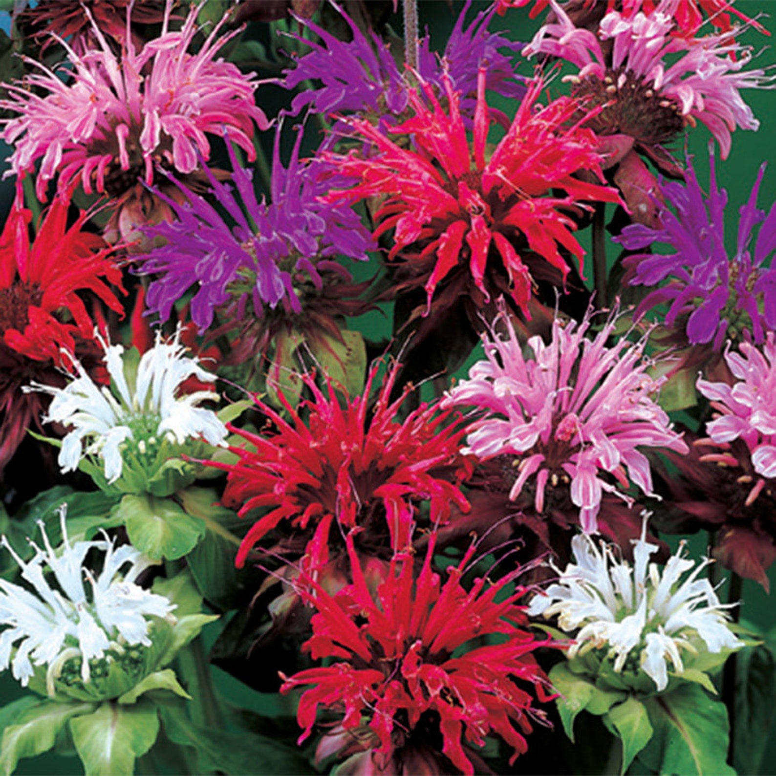 25 Bee Balm Flower Seeds Monarda Didyma Mixed Color Seeds