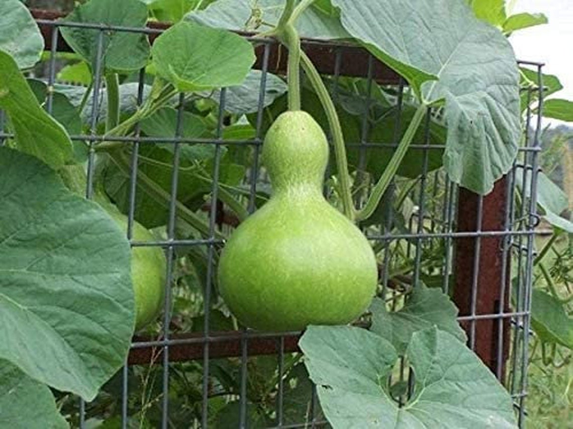 Birdhouse Gourd Seeds 10 Seeds Used as Canteen in Etsy