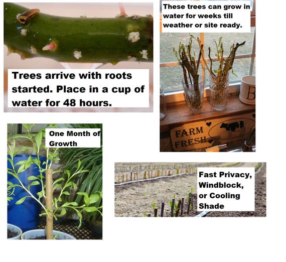 Fastest Growing Tree in the World 100 Hybrid Aussie Willow Tree Cuttings