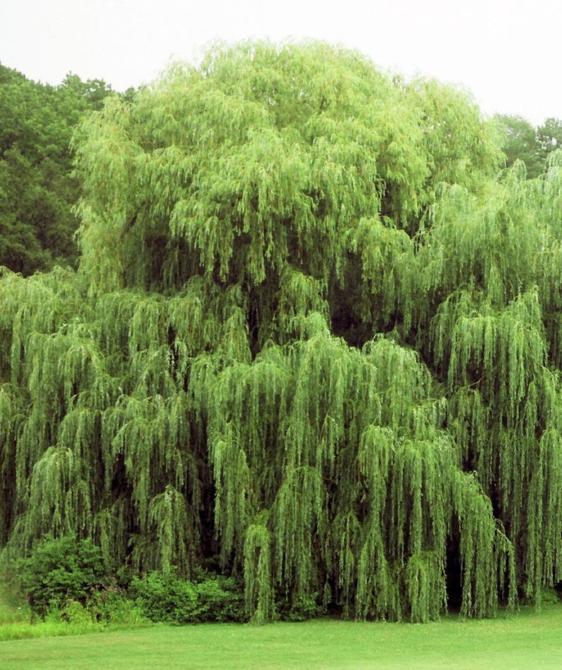 4 Weeping Willow Trees Ready to Plant Beautiful Arching Etsy