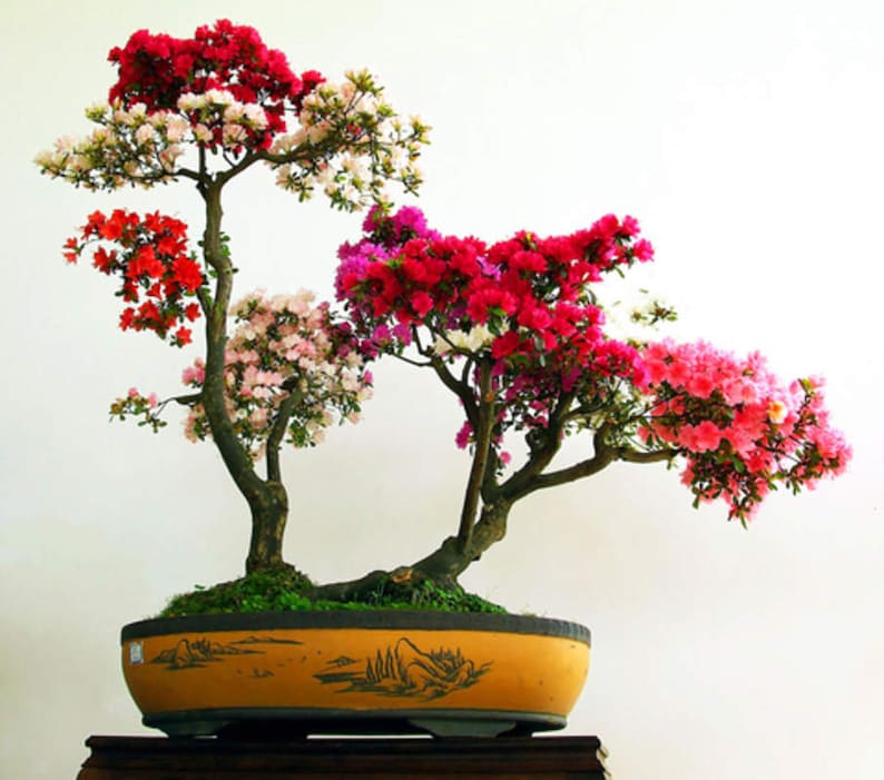 Royal Azalea Bonsai Tree Seeds 30 Seeds Rhododendron Etsy