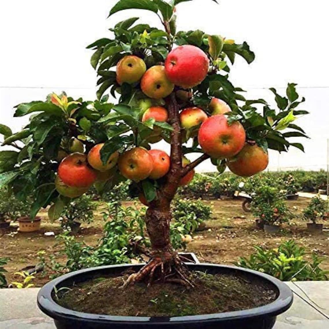 Fruit Trees To Buy