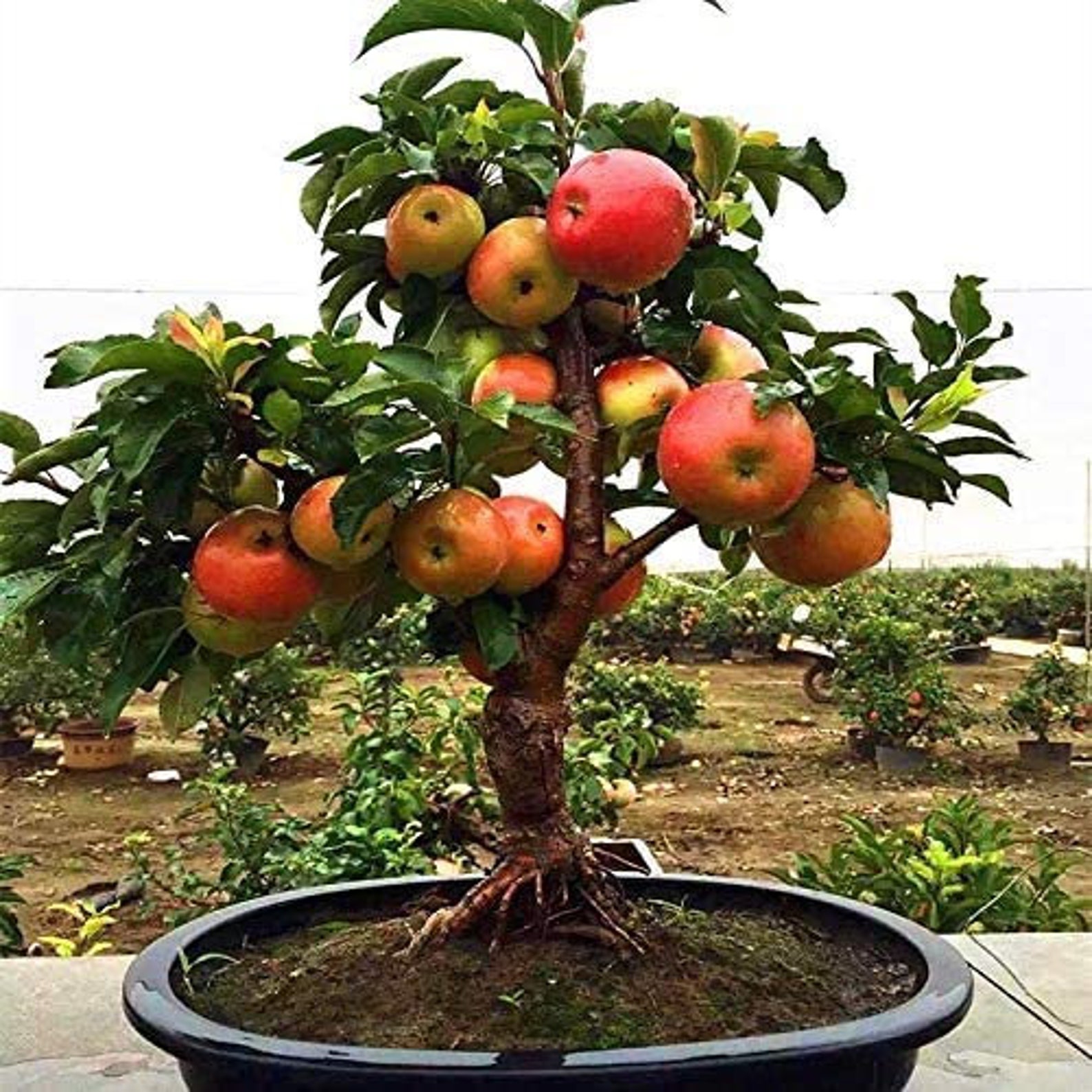 Dwarf Bonsai Apple Tree Seeds