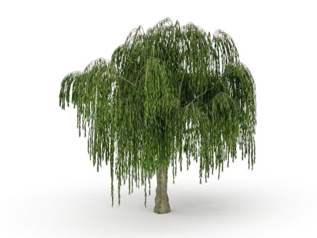 One Dwarf Weeping Willow Tree Cutting Excellent Bonsai Tree Etsy