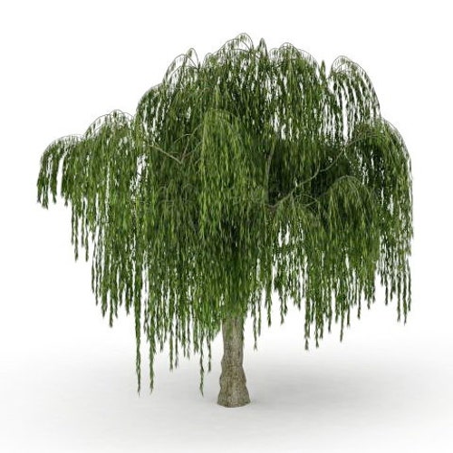 Green Dwarf Bonsai Weeping Willow Tree Cutting Kit Thick Etsy