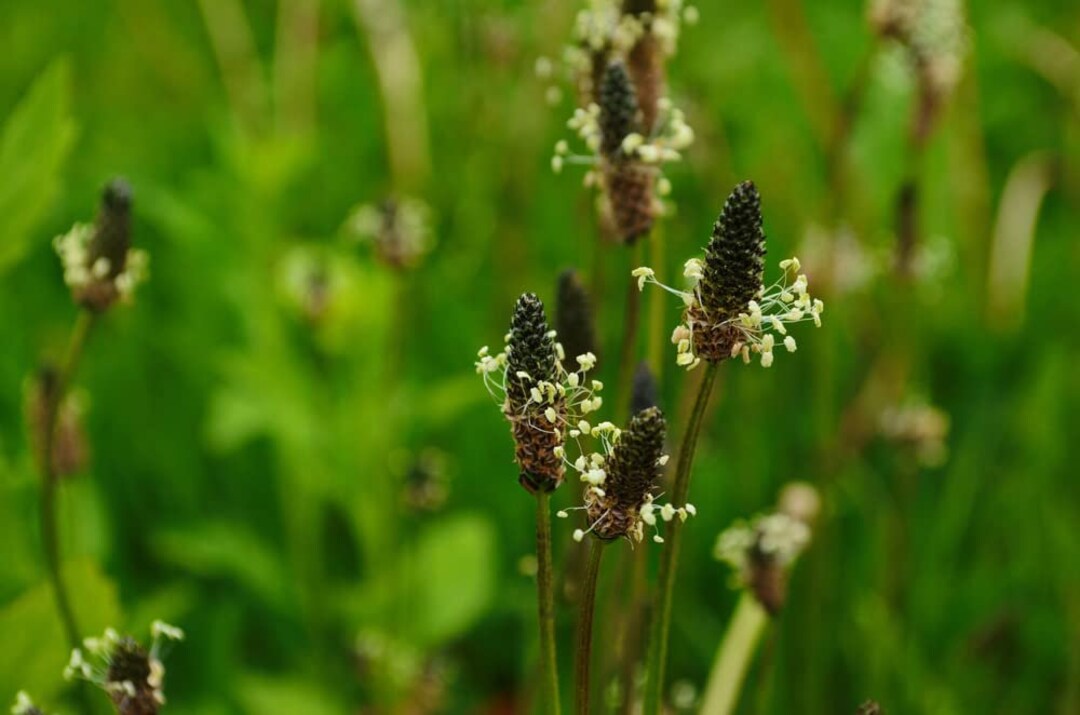 50 Narrowleaf Plantain Seeds for Planting Ribwort Plantain Etsy New