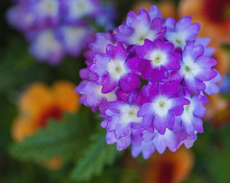 Lantana Seeds Mixed Colors Exotic Flower Seeds to Plant Etsy
