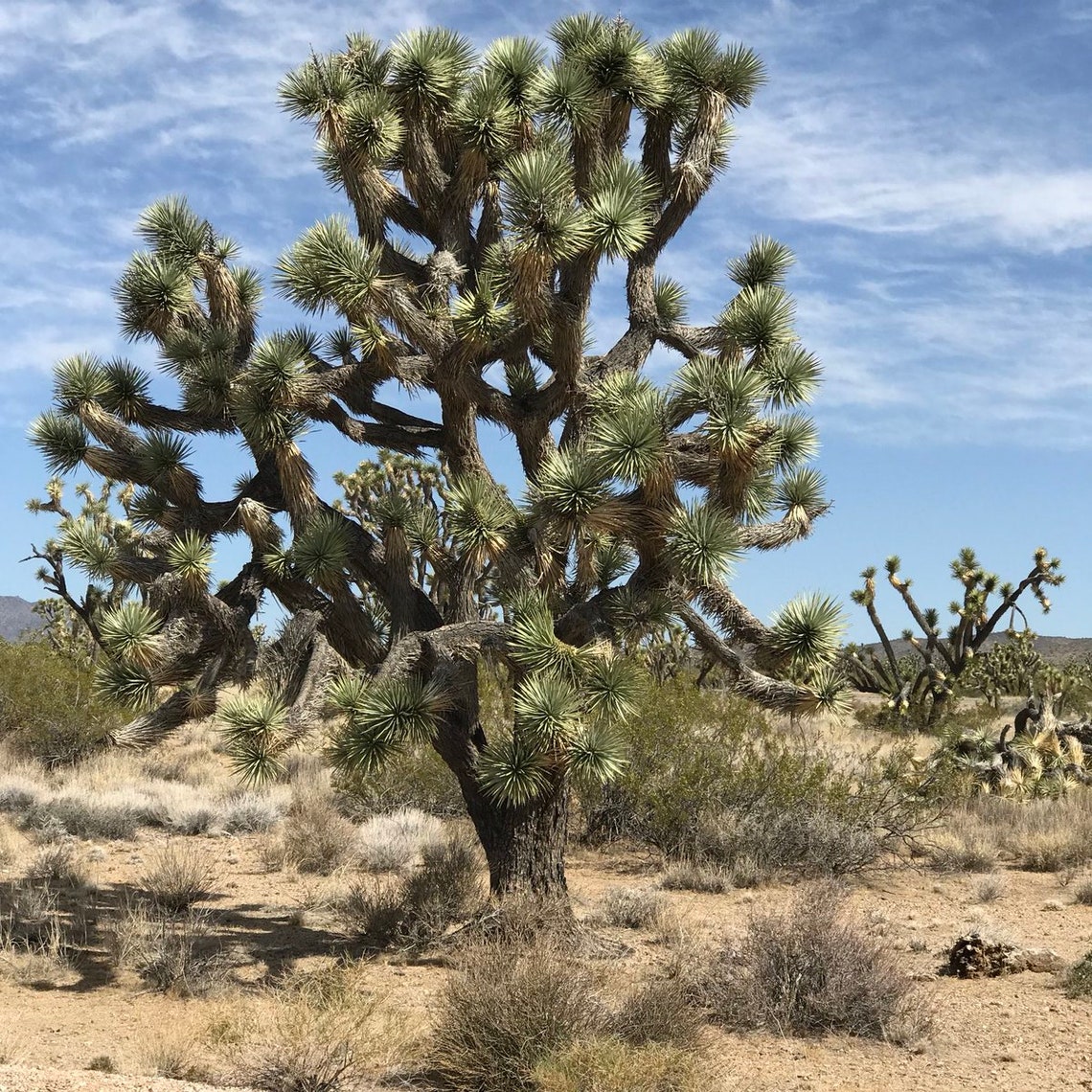 Joshua Tree Seeds 10 Seeds to Grow Highly Prized Joshua Etsy