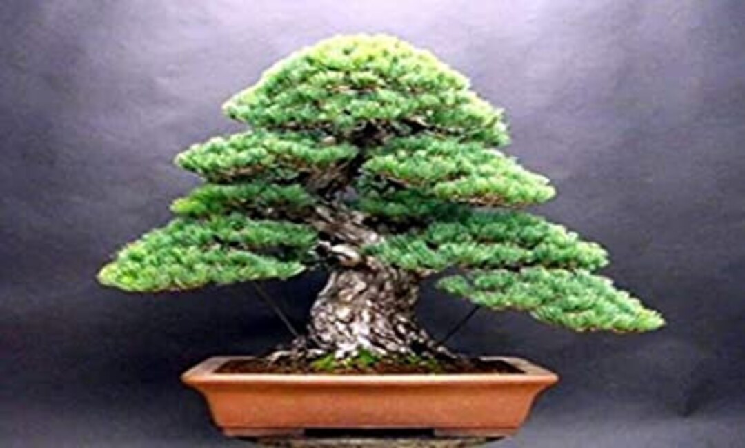 White Spruce Bonsai Tree Seeds for Planting 30 Seeds Etsy